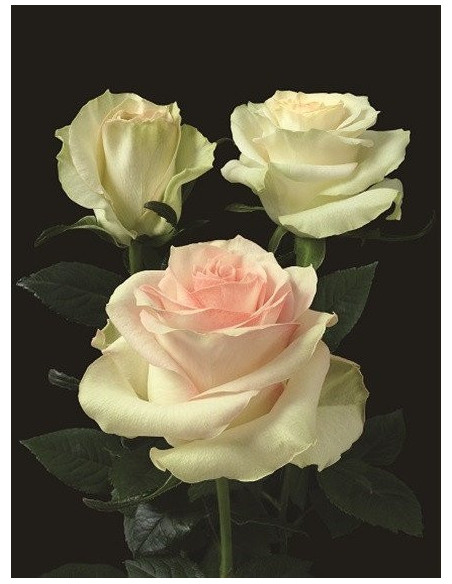 Pink Marzipan Pink Rose 50 / 100 / 200 stems