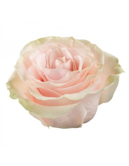 Pink Mondial Pink Rose 50 / 100 / 200 stems