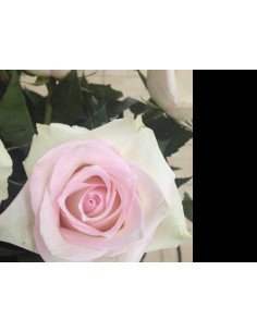 Pink Ragazza Pink Rose 50 / 100 / 200 stems 2