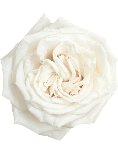 Playa Blanca Roses 50 / 100 / 200 stems