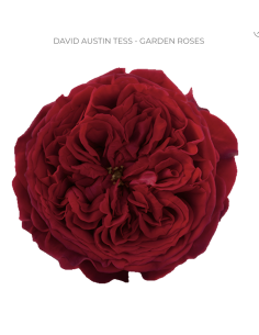 Premium David Austin "TESS" Red Garden Rose 100 stems 2
