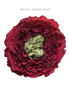Red Eye Garden Rose 100 stems 2