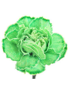 Carnations Tinted Green