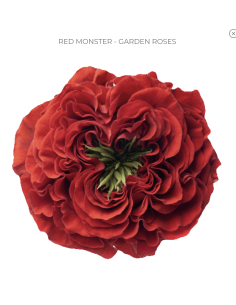 Red Wanted Garden Rose 100 stems 2