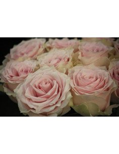 Remembrance Pink Rose 2