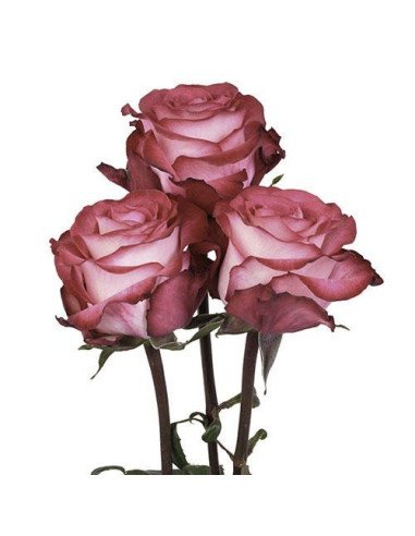 Riveria Hot  Pink Rose 50 / 100 / 200 stems Riveria Hot  Pink Rose 50 / 100 / 200 stems
