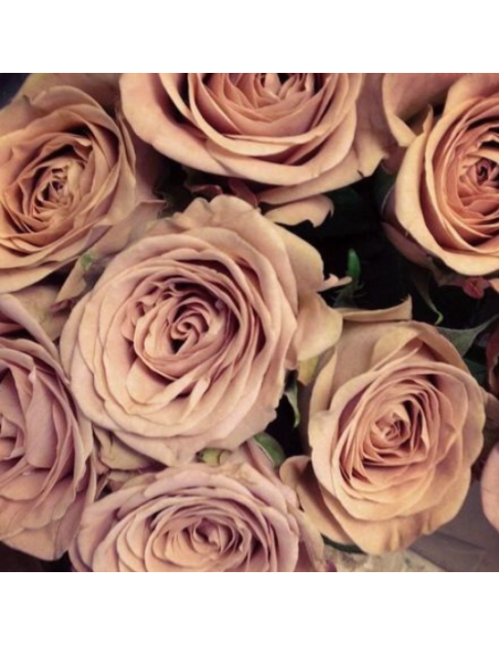 Rose Bigh Cappuccino 40cm  120 stems