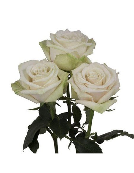 Sahara  Roses 125 stems BULK BOX -- Short Stems 40cm