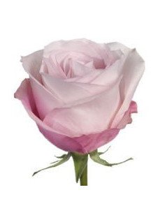 Secret Garden Pink Rose 2