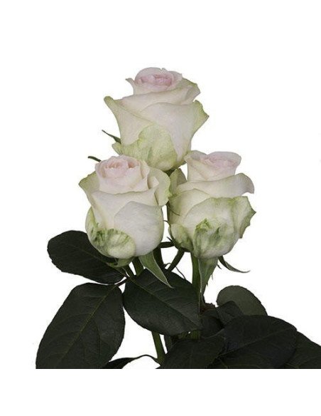 Senorita Pink Rose 50 / 100 / 200 stems