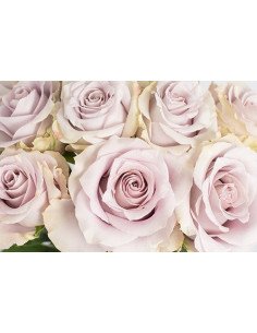 Silvery Light Lavender Rose 50 / 100 / 200 stems 2