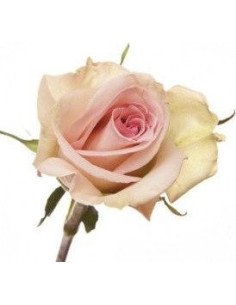 Sophie Pink Rose 50 / 100 / 200 stems 2