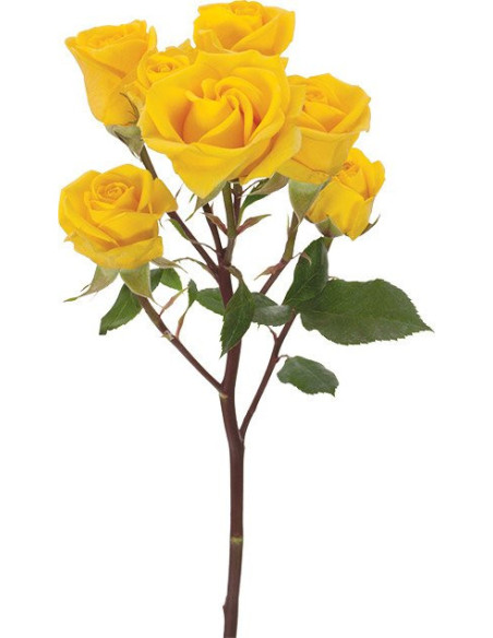 Spray Rose "Somerset" Yellow By the Box 100 stems