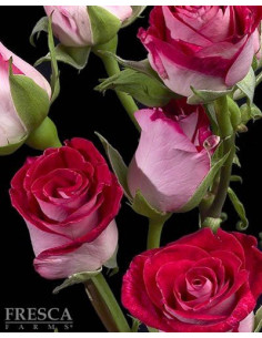 Spray Roses Bi Color Cherry Folies  By the Box 10 BUnches 2