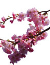 Cherry Pink Branches