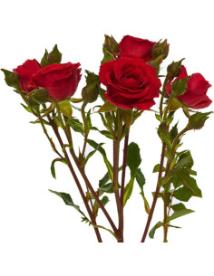 Spray Rose Red Mikado 60cm / 100 Stems 2