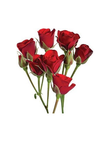 Spray Rose Red Rubicon 60cm / 120 Stems