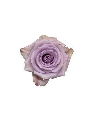 Star Platinum Lavender Rose 50 / 100 / 200 stems