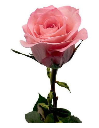 Sweet Mama Pink Rose 50 / 100 / 200 stems Sweet Mama Pink Rose 50 / 100 / 200 stems