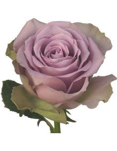 Tiara Lavender Rose 50 /  / 100 / 200 stems 2