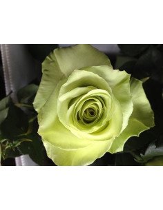 Totem Green Roses 2