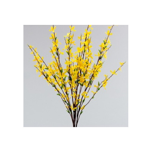 Forsythia Tips 10 bunches / 80 stems approx.