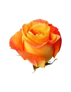 Voodoo Orange Rose 2