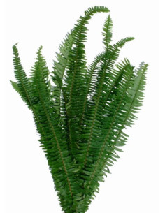 Swordfern