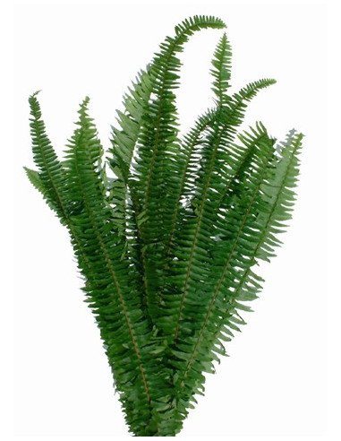 Swordfern