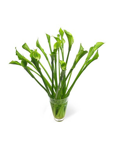 Calla Lily Green Goddess 5 Stem Bunches
