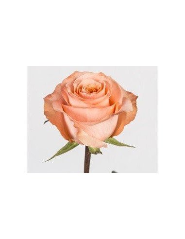Coral reef coral Roses 125 stems BULK BOX Coral reef coral Roses 125 stems BULK BOX