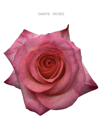 Dante Pink Roses 50 / 100 / 200 stems