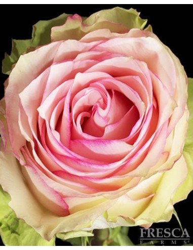 Esperance Roses 50 / 100 / 200 stems