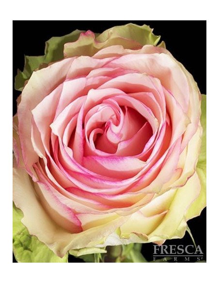 Esperance Roses 50 / 100 / 200 stems