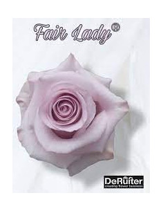 Fair Lady Lavender Roses | Wholesale Bulk (50 / 100 / 200 Stems)