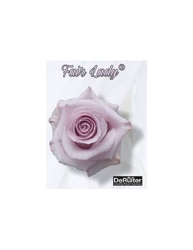 Fair Lady Lavender Roses | Wholesale Bulk (50 / 100 / 200 Stems)