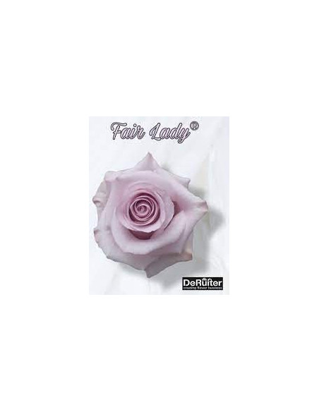 Fair Lady Lavender Rose 50 / 100 / 200 stems