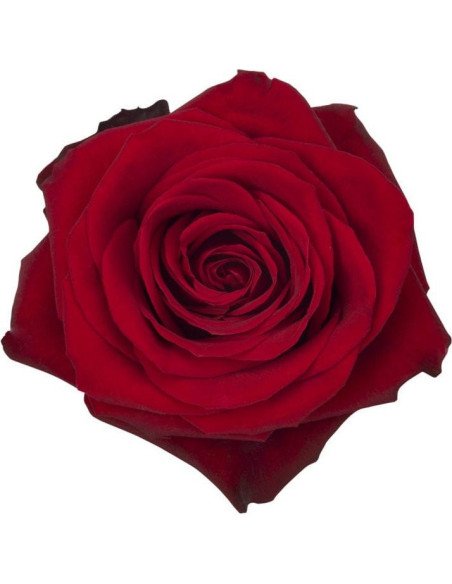 Freedom Red Roses 50 / 100 / 200  Stems
