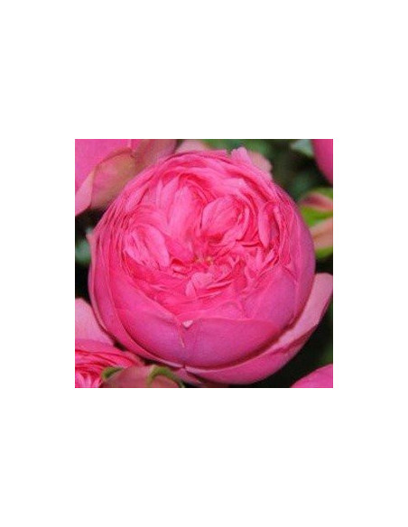 Garden Rose Dark Pink Pink Piano 24 / 36 / 48 Stems