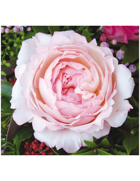 Garden Rose Keira creamy pink 24 / 36 / 48 Stems