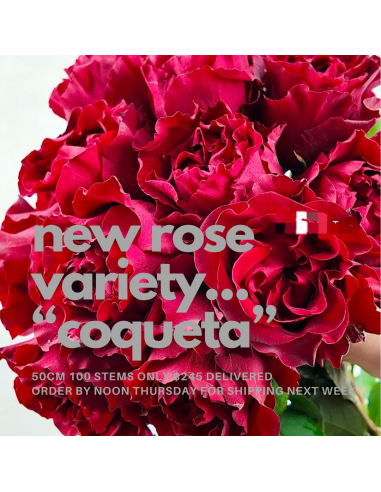 Garden Rose Red Coqueta 100 stems Garden Rose Red Coqueta 100 stems