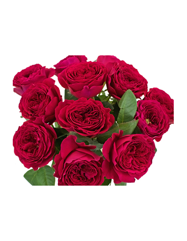 Garden Rose Ruby Red Darcey 24 / 36 / 48 Stems Garden Rose Ruby Red Darcey 24 / 36 / 48 Stems