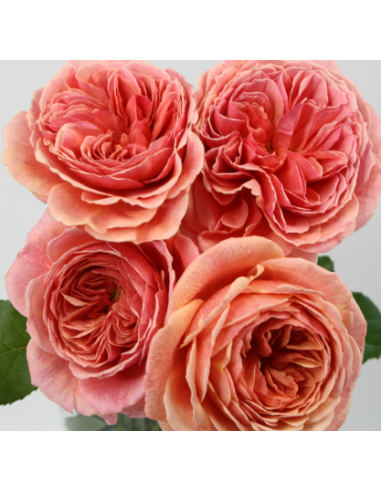 Garden Rose WABARA Kaolikazali™ 24 / 36 / 48 Stems Garden Rose WABARA Kaolikazali™ 24 / 36 / 48 Stems