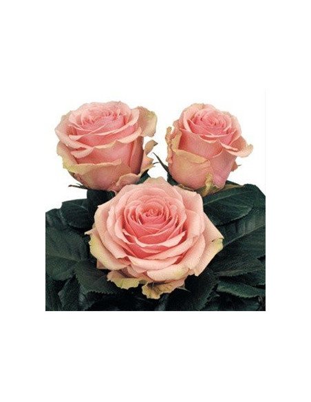 Geraldine Roses 50 / 100 / 200 stems