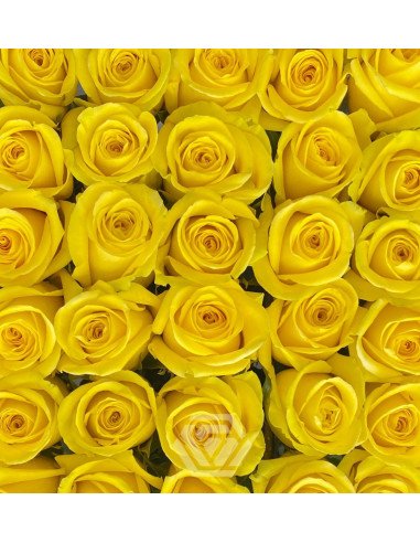 Goldfinch Yellow Rose 50 / 100 / 200 stems Goldfinch Yellow Rose 50 / 100 / 200 stems