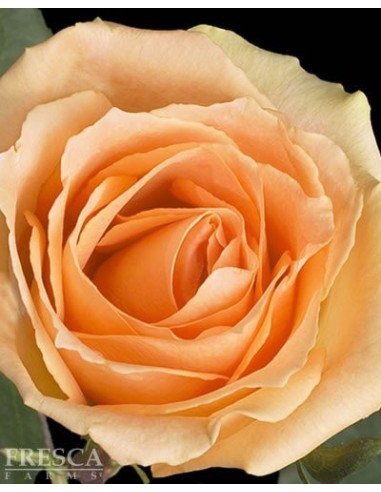 Growers Choice Peach Roses 100 stems