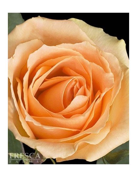 Growers Choice Peach Roses 100 stems