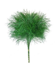 Tree Fern / Tree Fern Tips