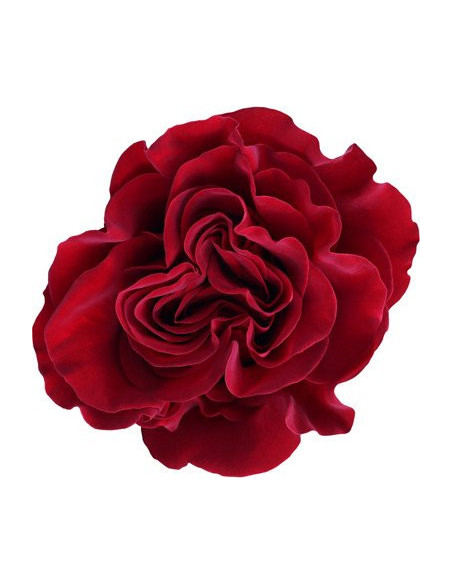 Hearts Red Roses 50 /  100 / 200  Stems