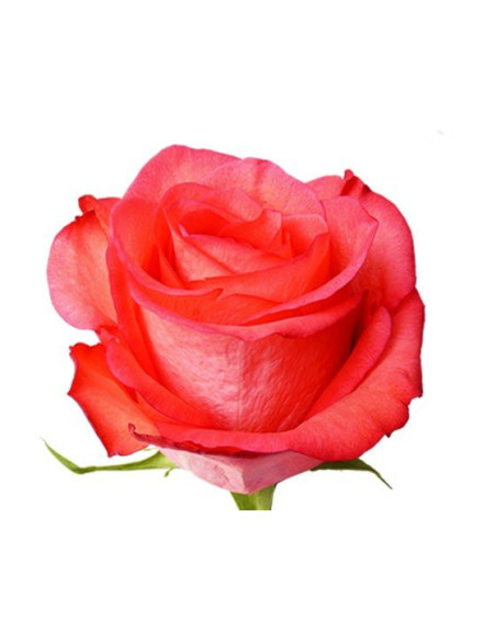 High and Booming Coral Roses 50 / 100 / 200 stems